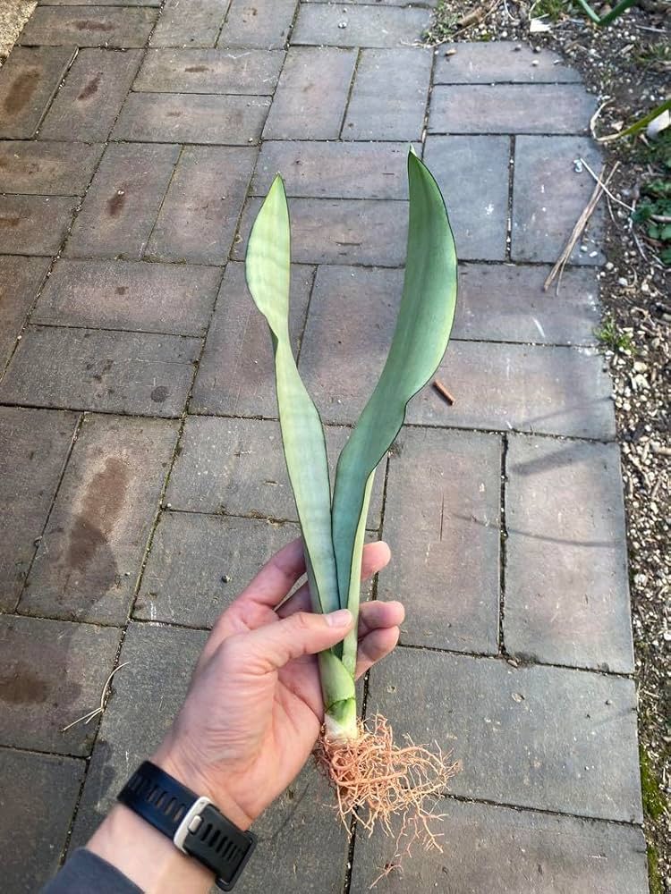 Amazon｜美麗 シルバーキング サンスベリア 観葉植物 育てやすい