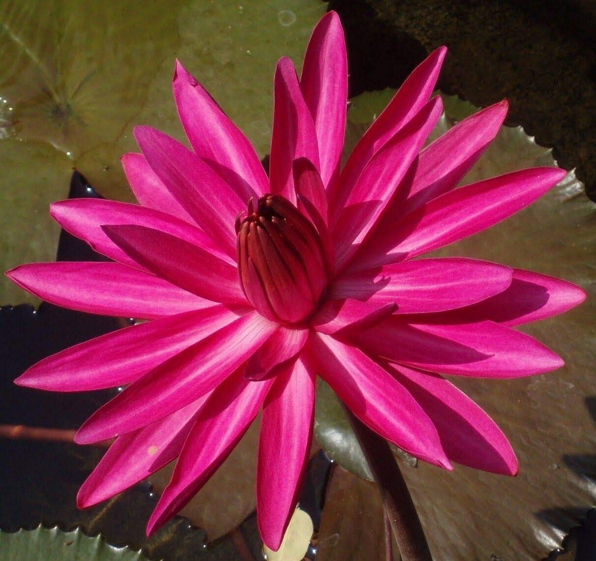 Golden Hills Farm (AVG 30-50) seeds Indian Red lotus seeds (B07XYVWNKD) Amazon Price History, Amazon Price Tracker