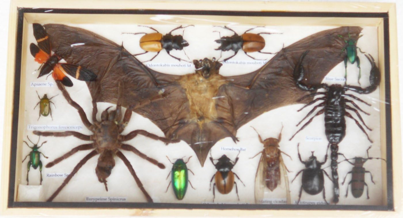 REAL Multiple INSECTS BEETLES Scorpion Bat Spider Collection Taxidermy display in Wooden Box