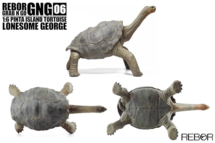 Rebor GNG06 1/6 ピンタゾウガメ 亀 動物 模型おもちゃフィギュア 71r3l2G52bL._UF894,1000_QL80_.jpg