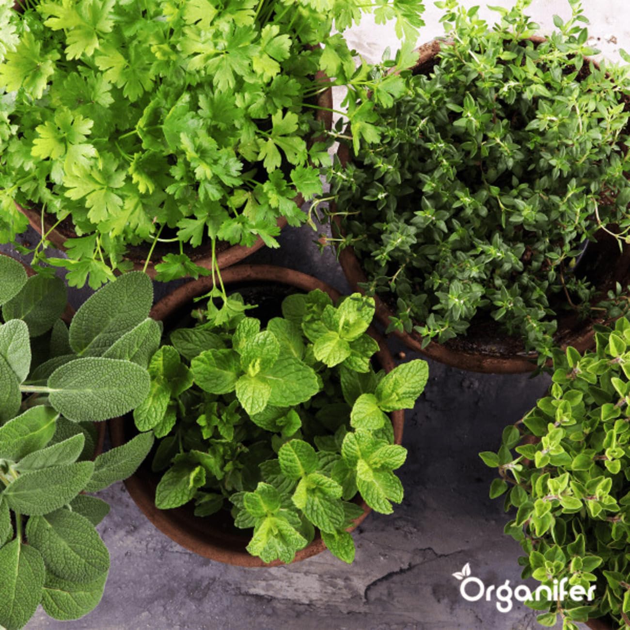 Paquete De Semillas De Lechuga | Semillas De Lechuga - Semillas De Rúcula - Semillas De Perejil - Semillas De Rábano - Cerezas De Piña - Organifer