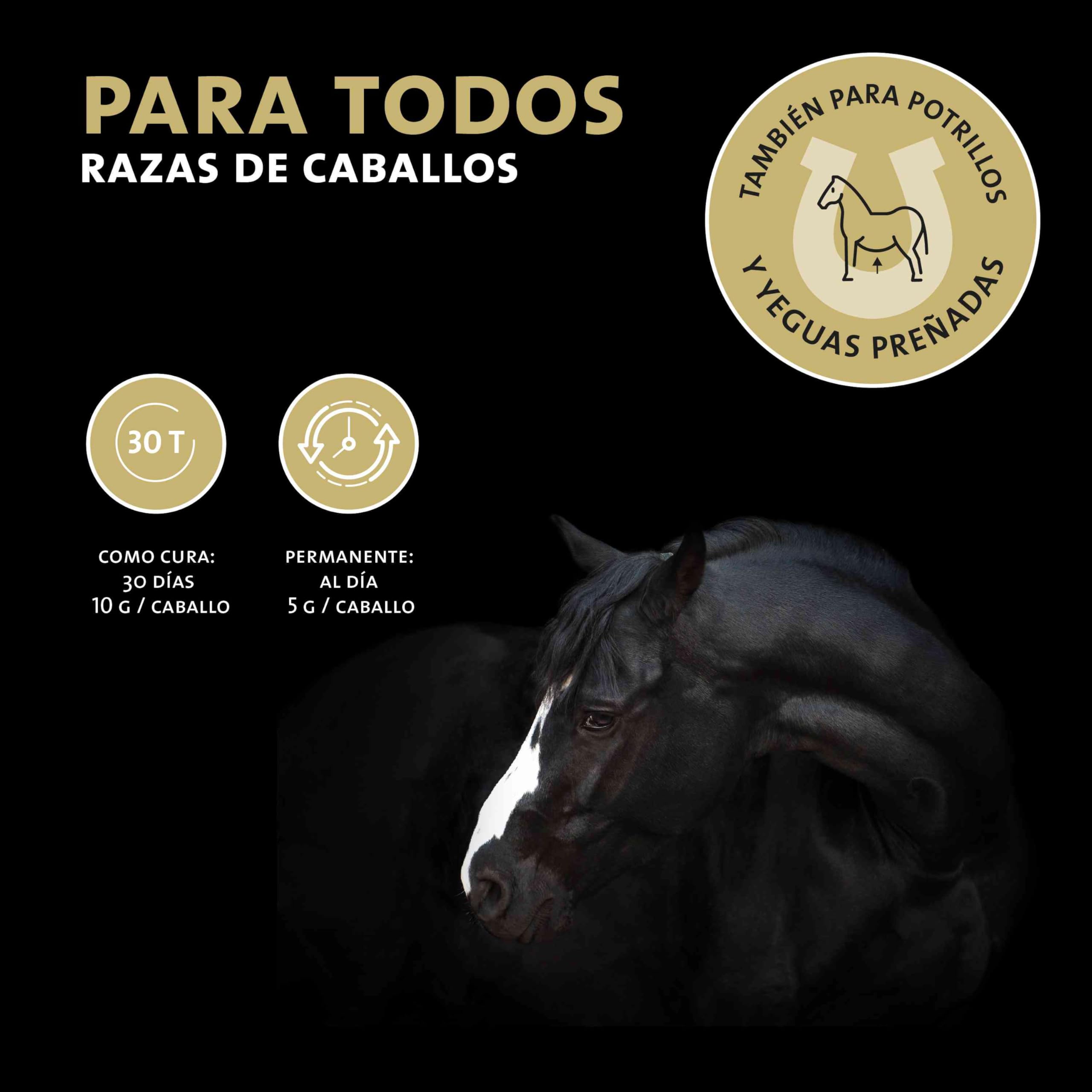 Peticare bronquios y Tos remedio para Caballos | Apoya vías respiratorias y resfriados | Expectorante | Fórmula a Base de Hierbas | Jarabe para la Tos en Polvo | Libre de OGM | petHorse Health 4609