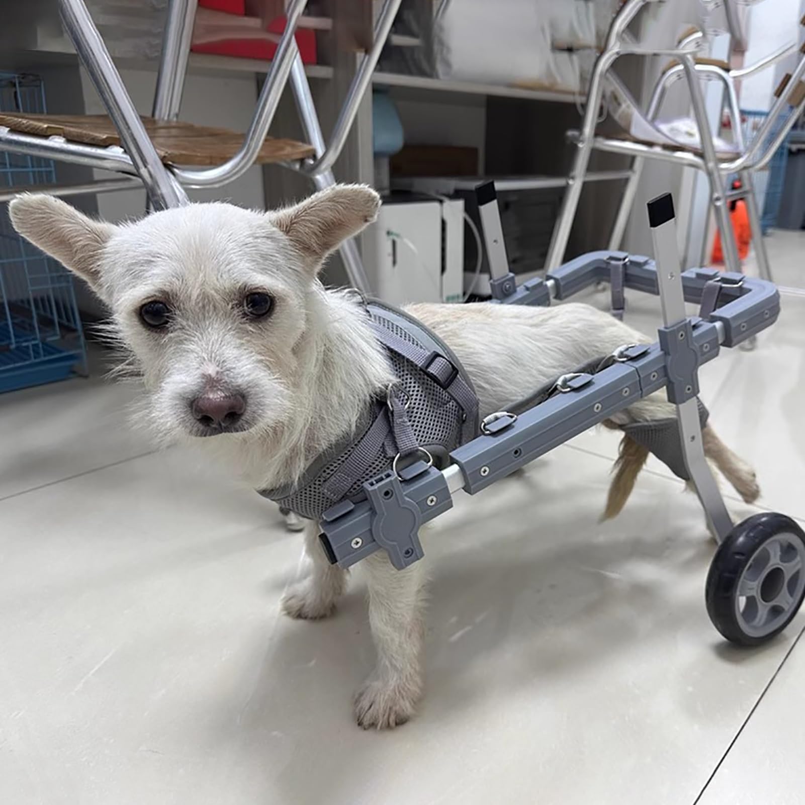 Fauteuil de soutien arrière pour chien avec harnais souple haute performance