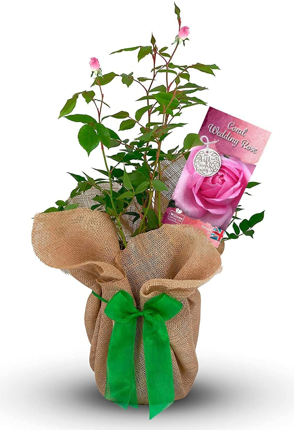 Carbeth Plants Coral Wedding Rose - 35Th Anniversary Rose Bush - Gift Wrapped Anniversary Plant