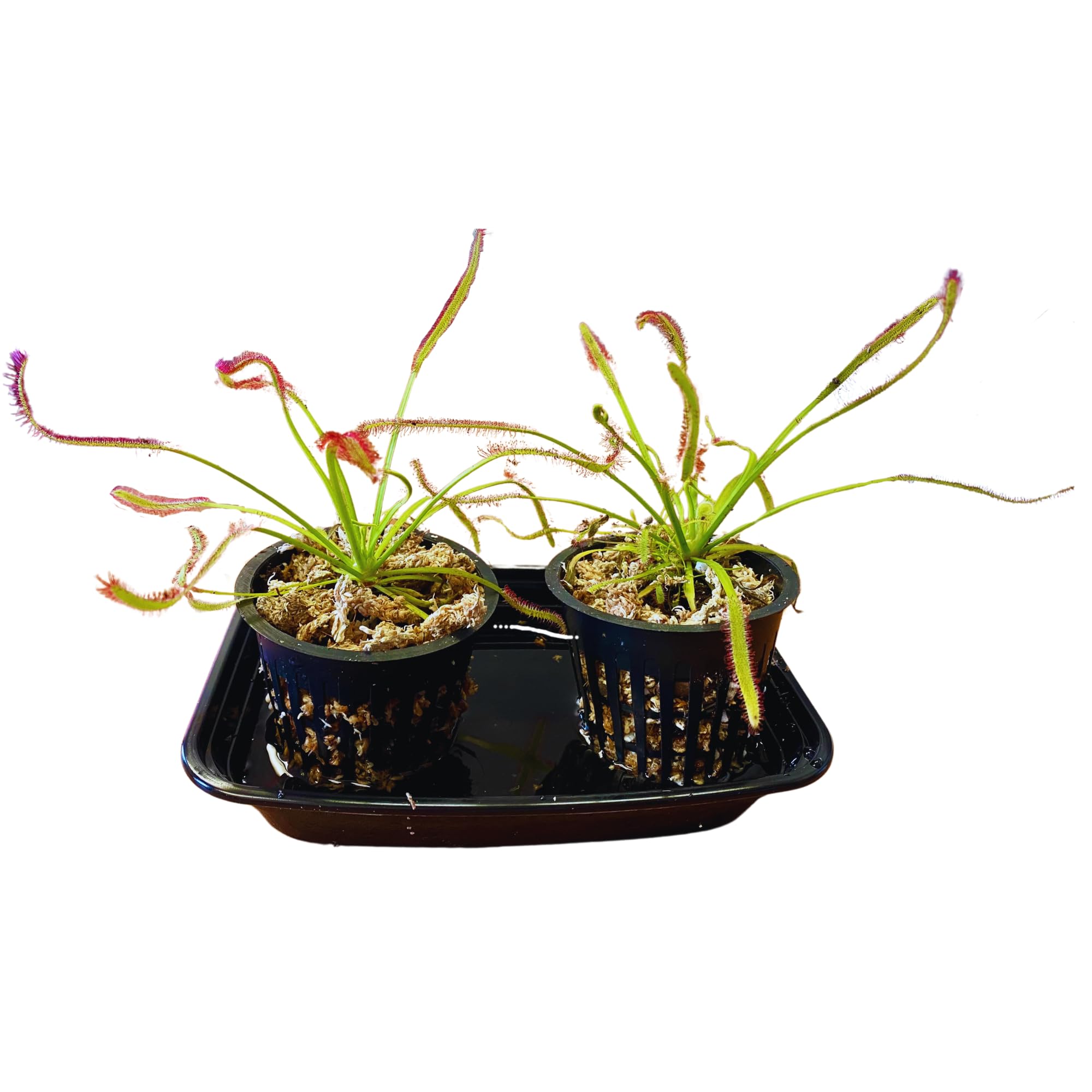 Set of 2 Cape Sundews