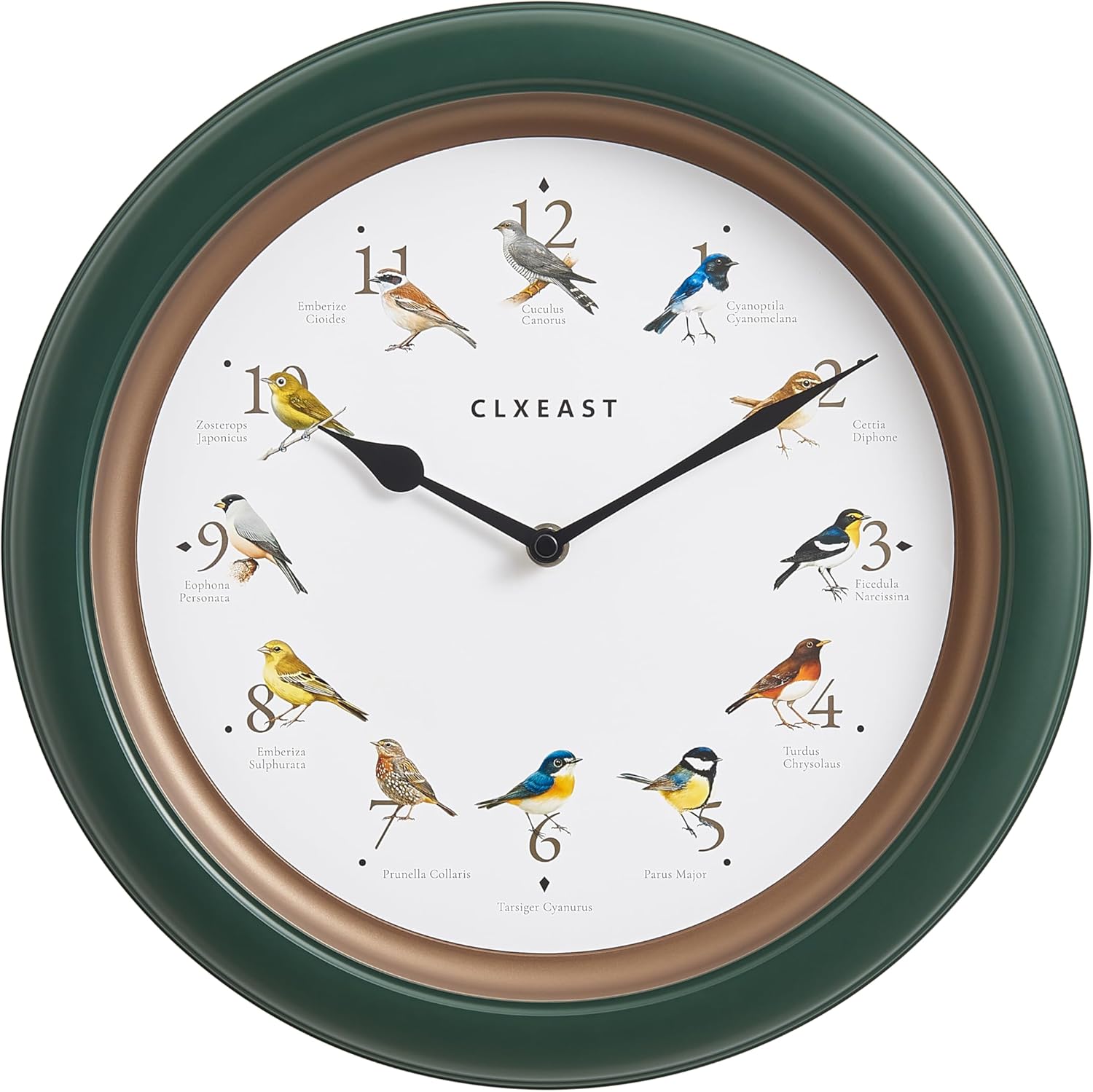 CLXEAST 13.3 Inch Bird Clock That Sings on Hour,Singing Bird Clock with Nature Sounds from 6 am-9 pm and Silent Night Mode,Forest Green Finish,Gifts for Bird Lovers,House Warming Gifts New Home