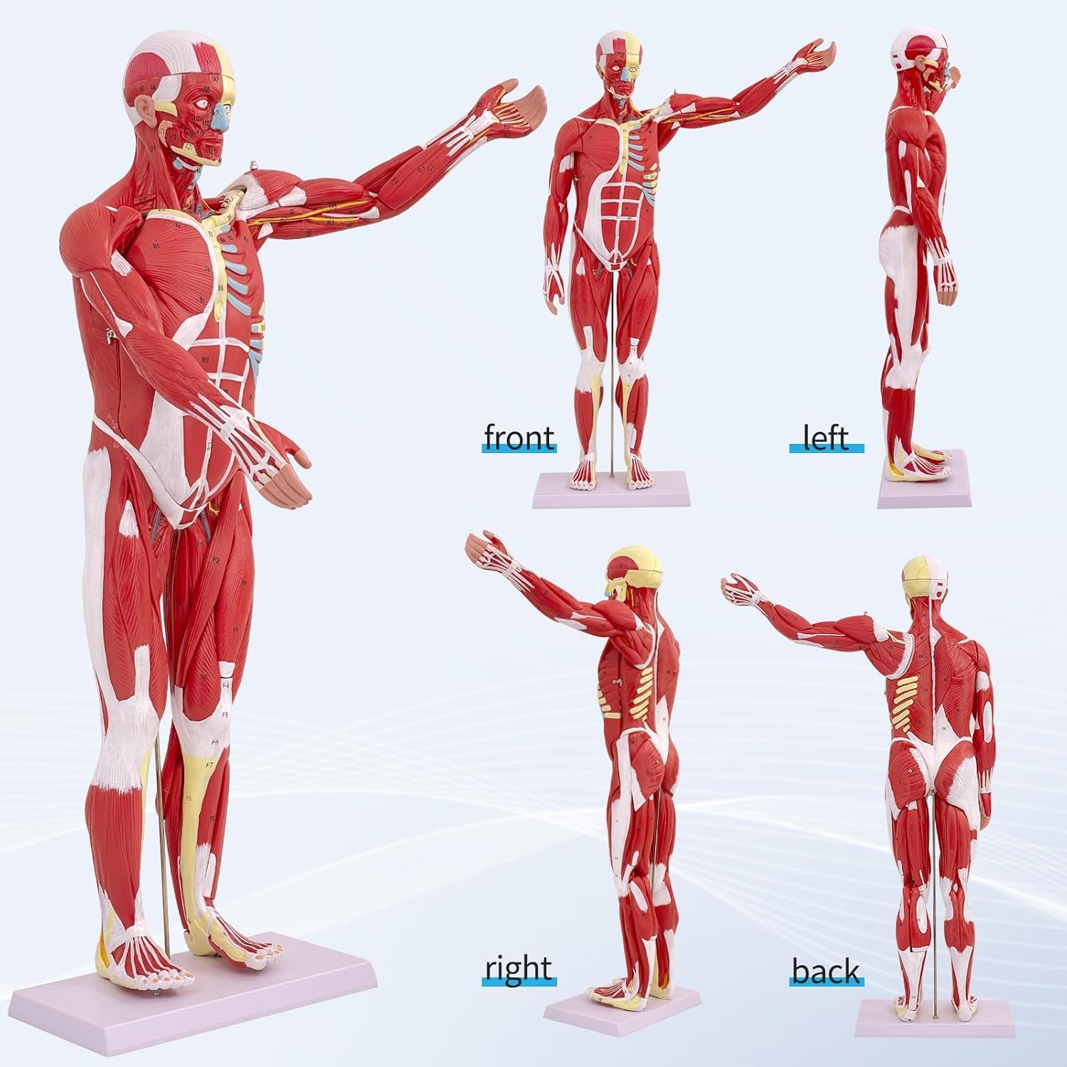 Mięśnie Człowieka Anatomia Człowieka Pełny Model Mięśni Medycyna Model Mięśni 80 Cm Z Wyjmowanym Organem 27 Szt. Model Mięśni Do Nauki Fizjologii