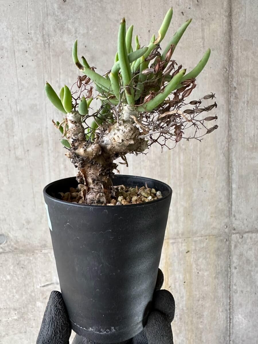 Amazon｜【現品限り】チレコドン・レティキュラーツス 万物想 挿し木