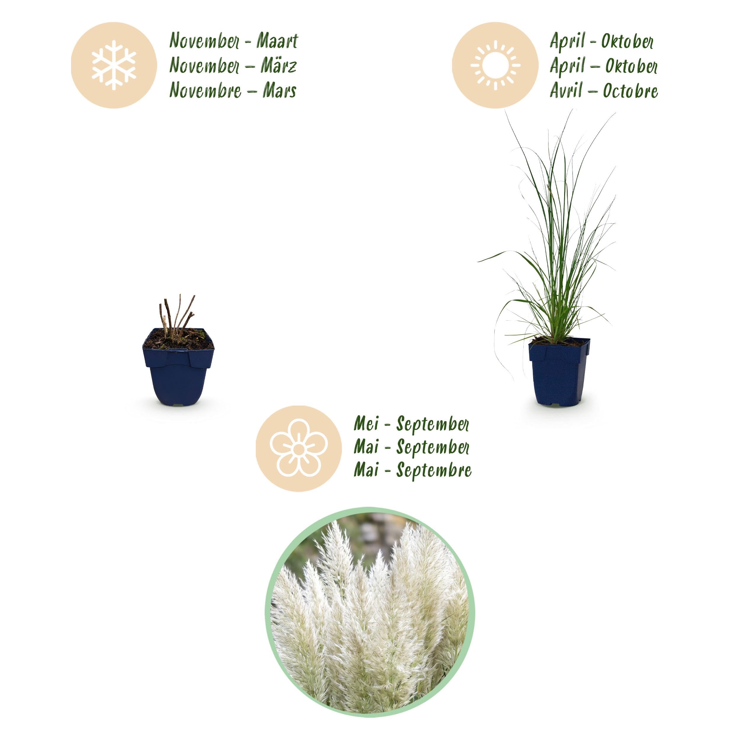Cortaderia odm. Pumila – trawa pampasowa karłowata – z kłosami – szara – 6 roślin - 15-25cm - Ø11cm - Roślina ogrodowa