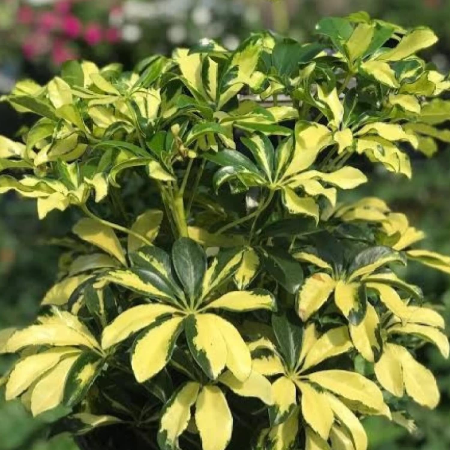 Hug A Plant | Schefflera Variegated (Schefflera Arboricola) Ornamental Live Plant (Home & Garden) (B0CB3CN9RM) Amazon Price History, Amazon Price Tracker