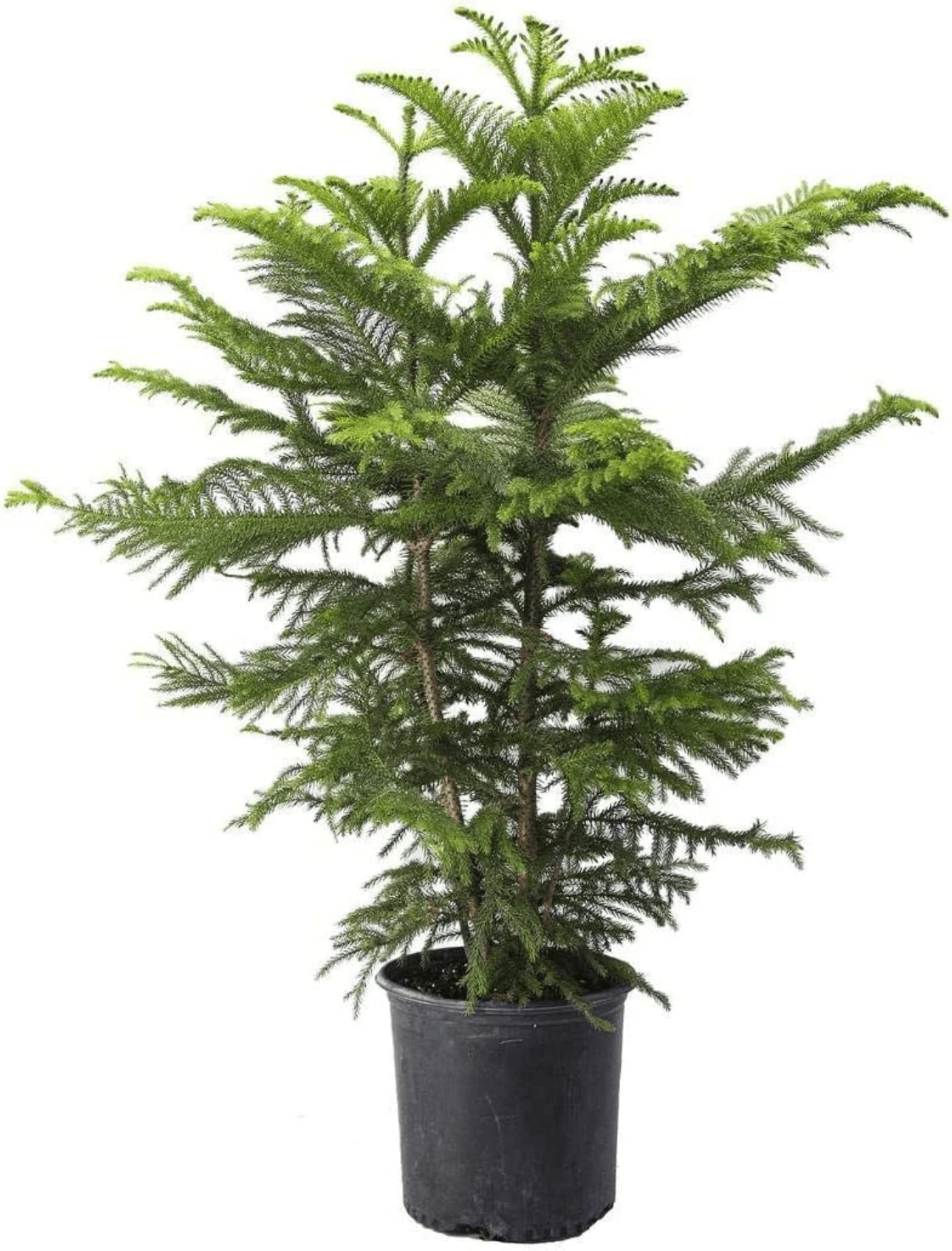 Garden Art Christmas Tree (2 feet height) Live Plant, Indoor Plant In Grower Pots (Pack of 1 Healthy Live Plant) (Christmas Tree) (B0BMX31SX4) Amazon Price History, Amazon Price Tracker