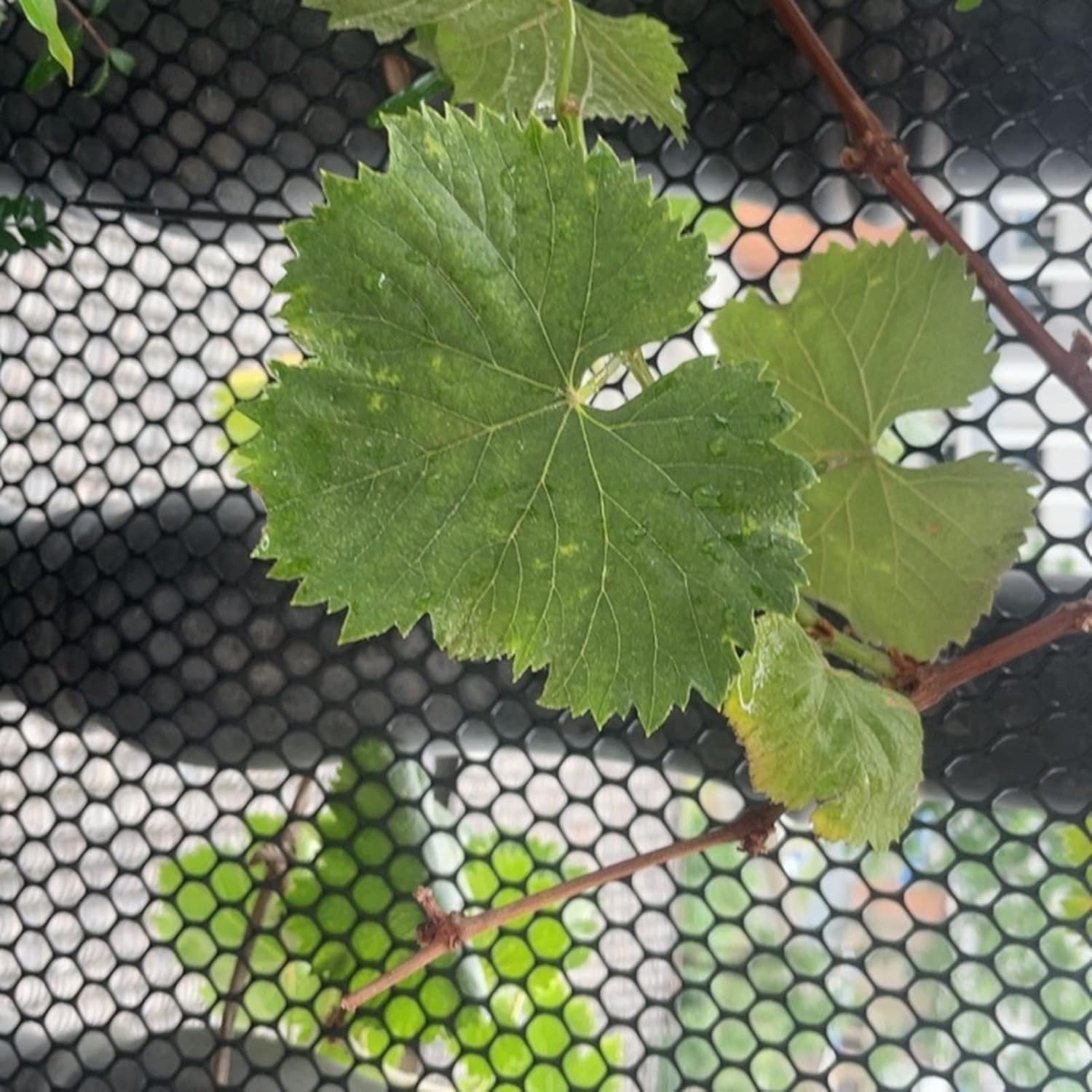 Plastic Chicken Wire Fence 5/10/15/20/25/30/50m-Black Poultry Gardening Fence-Craft Flower Mesh Chicken Wire Frame(0.8x25m(2.6x82ft))