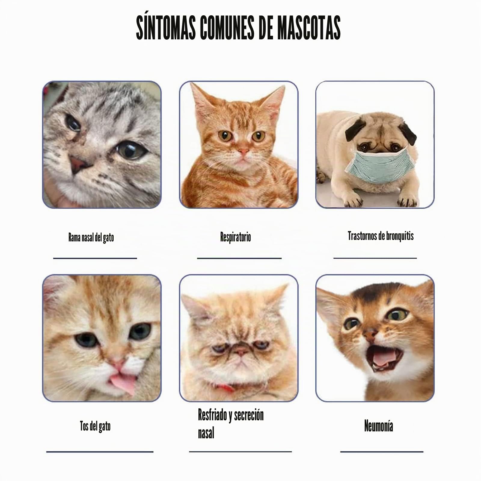 Incubadora de atomización para mascotas – Caja de terapia de oxígeno para perros y gatos para tratamiento de respiración de tos, caja nebulizador ideal para gatitos y cachorros en Amazon