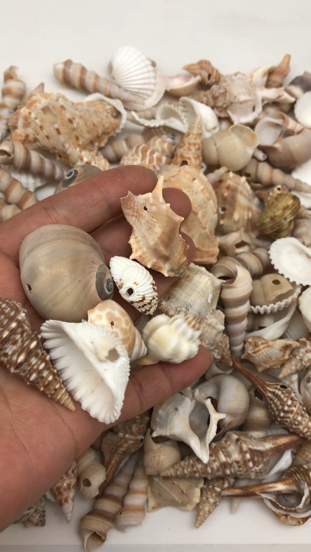 Amazon.com: PEPPERLONELY Small Drilled Shell Mix Sea Shells, 6 OZ