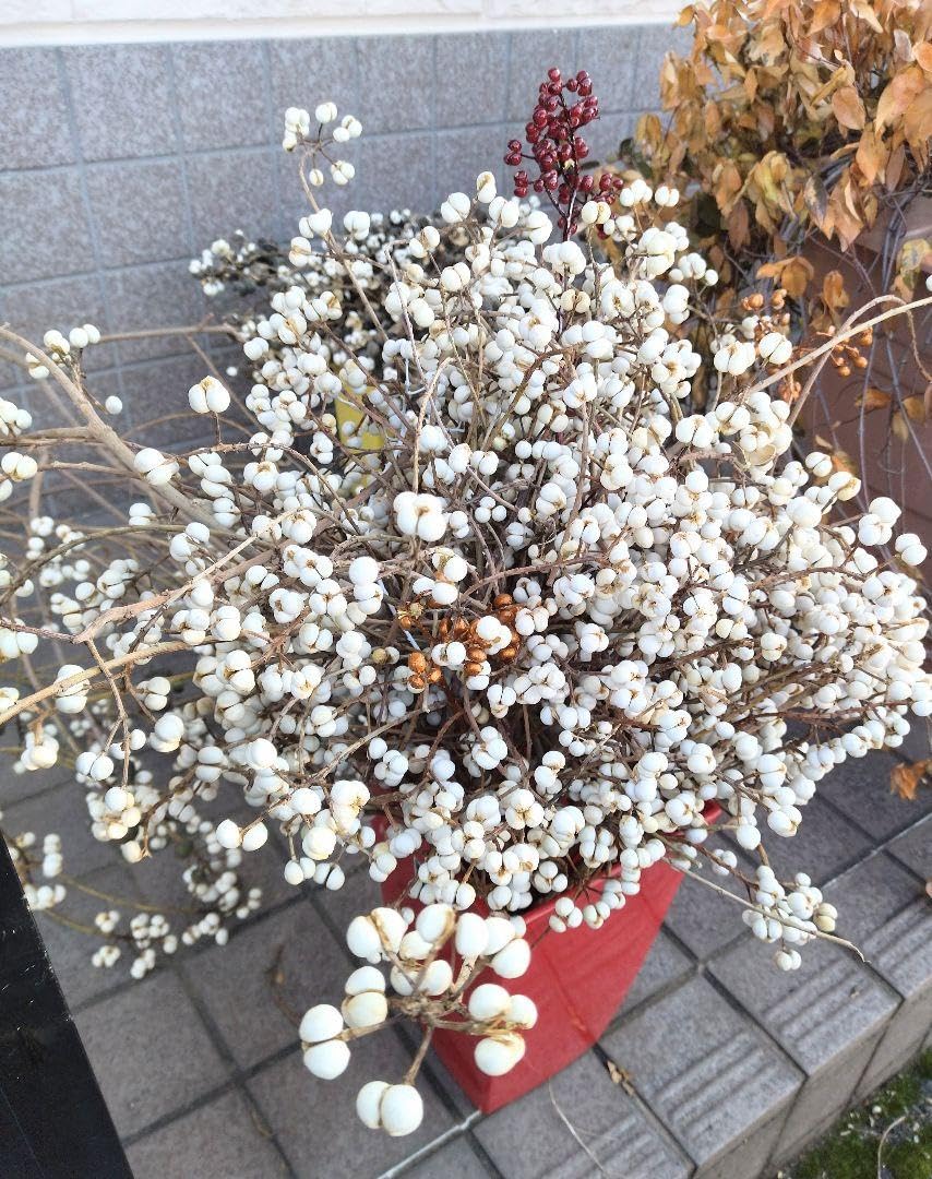 Amazon | 10914.ナンキンハゼ。ナンキンハゼの実。50本。ドライ