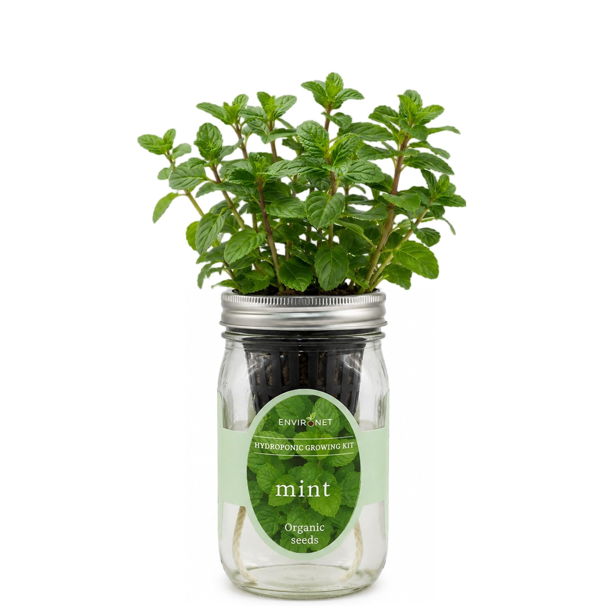 coffea arabica indoor plant Arabica Coffee Plant main image 1