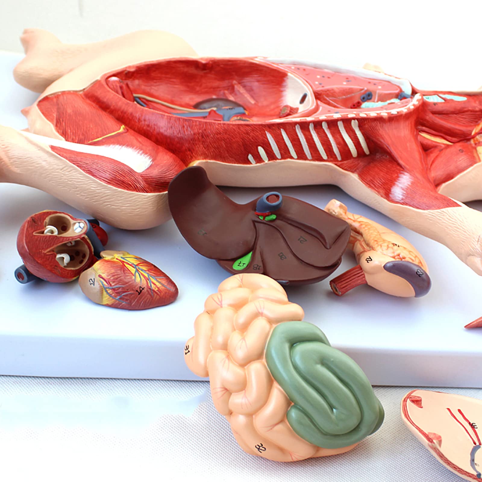 Modele anatomiczne, Zarodek świni, narządy, wewnętrzne, mięśnie, nerwy