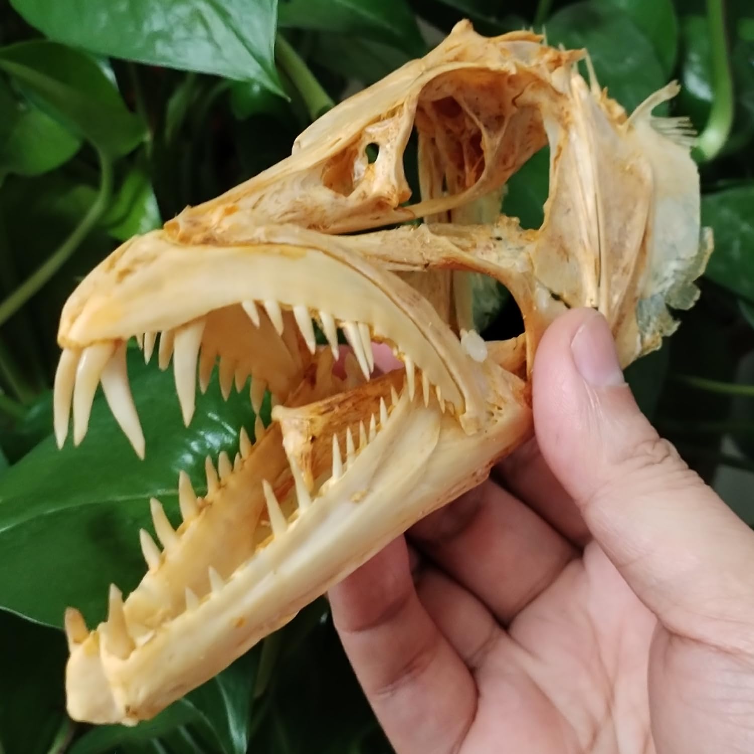 5.9 Inches Real Hairtail Fish Skull, Large Swordfish Skull, Animal Skeleton Specimen Model Taxidermy Science Education Collectibles (Hairtail Fish)