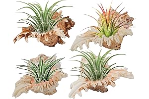 Set of 4 Conch Sea Shells: Air Plant Holders for Home Decor