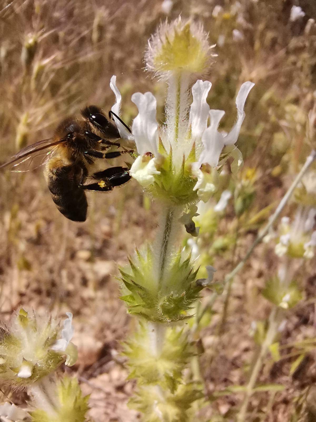 Miel Pura de Abeja. Cruda, natural y Artesanal MIL FLORES RECIEN COSECHADA ABRIL 2026. Origen ESPAÑA. Directa del Apicultor. Nerpio, Sierra del Segura - 950gr