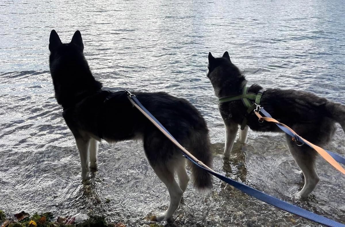 JOCHEN SCHWEIZER Geschenkgutschein: Husky Wanderung Eggenstein-Leopoldshafen