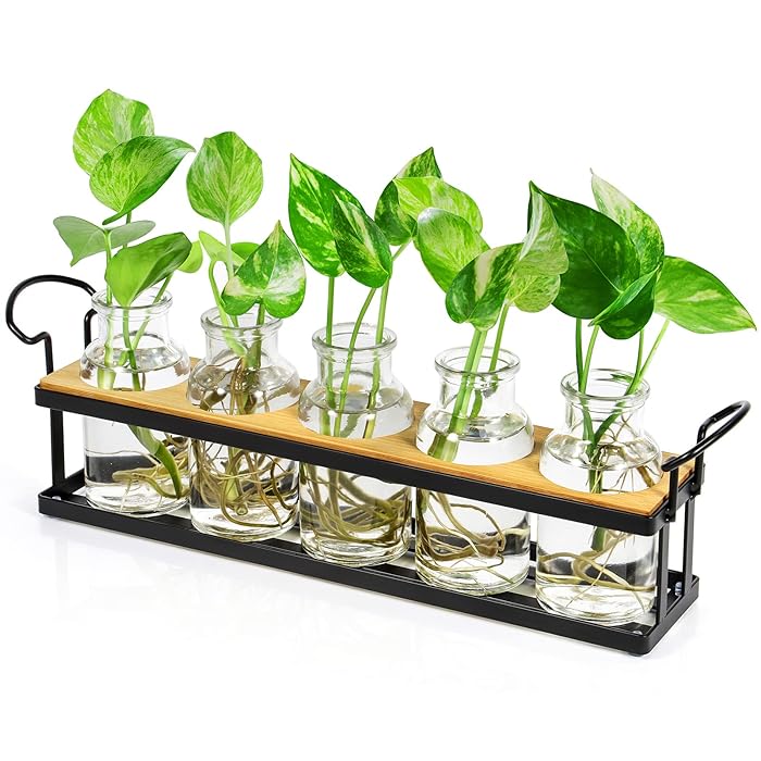Buy THYGIFTREE Plant Propagation Stations with Metal Stand, Tabletop
