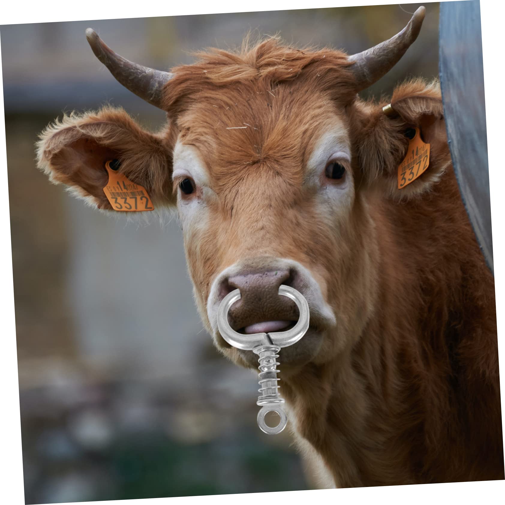 Amazon.co.jp: iplusmile シー別販売 ステンレス製牛鼻輪 家畜用鼻