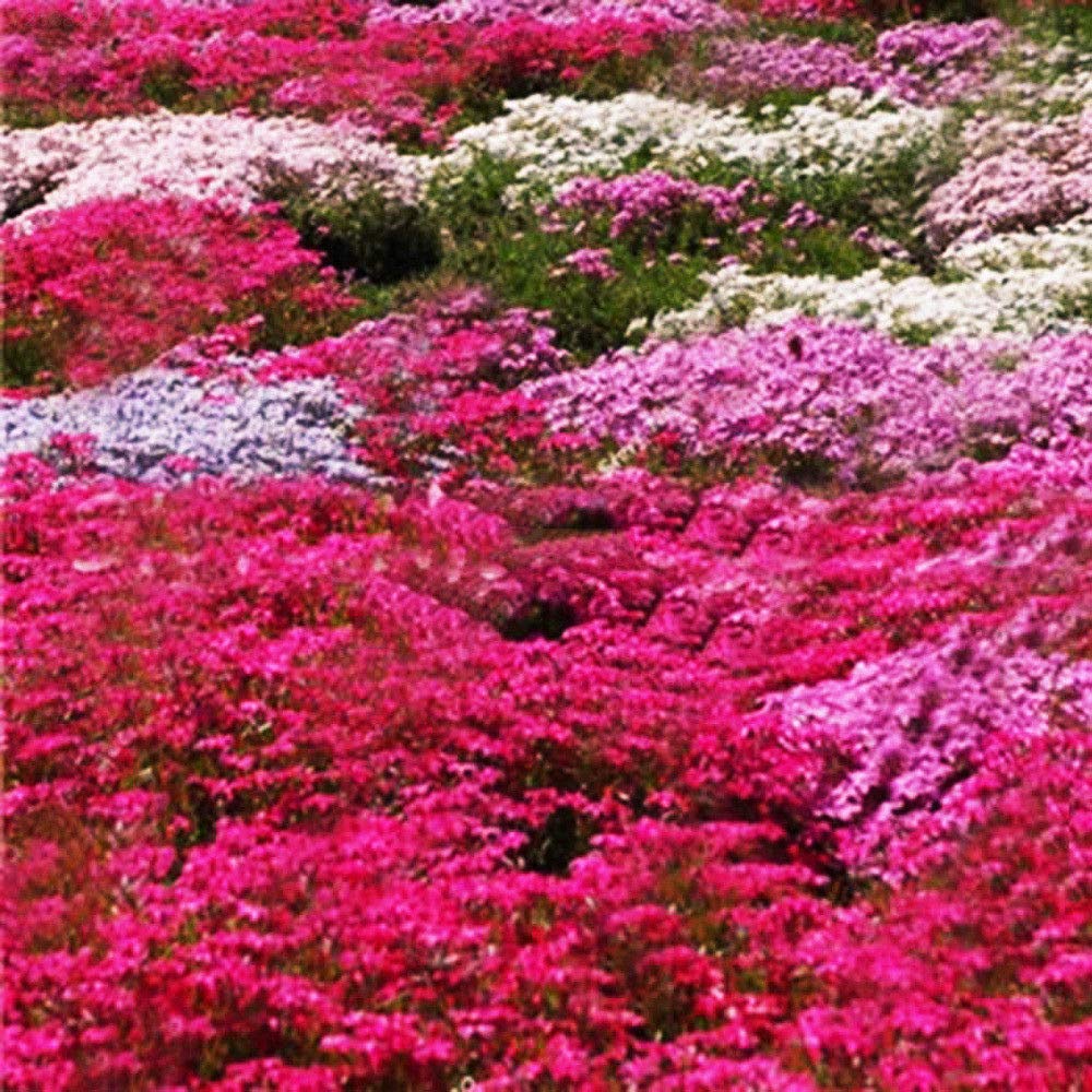 Go Garden 7A6B 228F 9350 100 Piezas RARA de adornar huerto de ...
