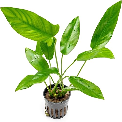 Plantas Anubias vivas para acuarios, planta de agua dulce en maceta para peceras y terrarios, apta para principiantes, para poca luz (Coffeefolia, 3