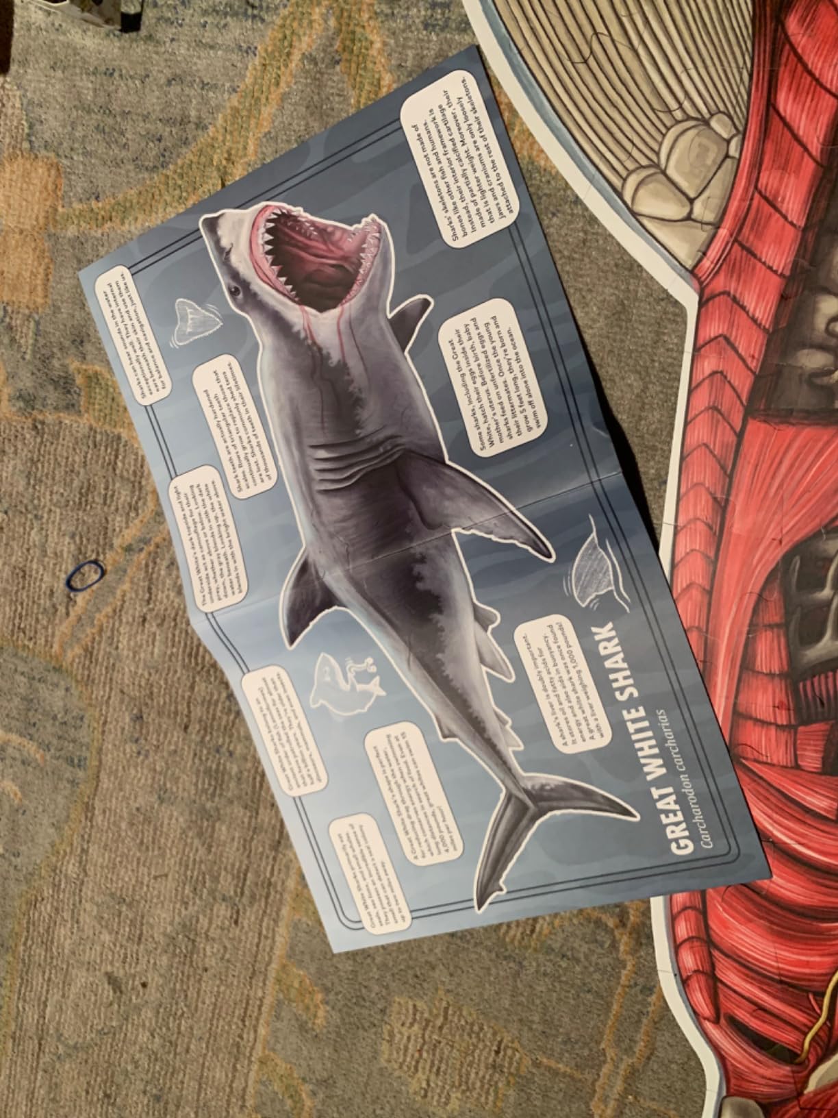 Shark Animal Anatomy Floor Puzzle | 100-Piece Double Sided Jigsaw