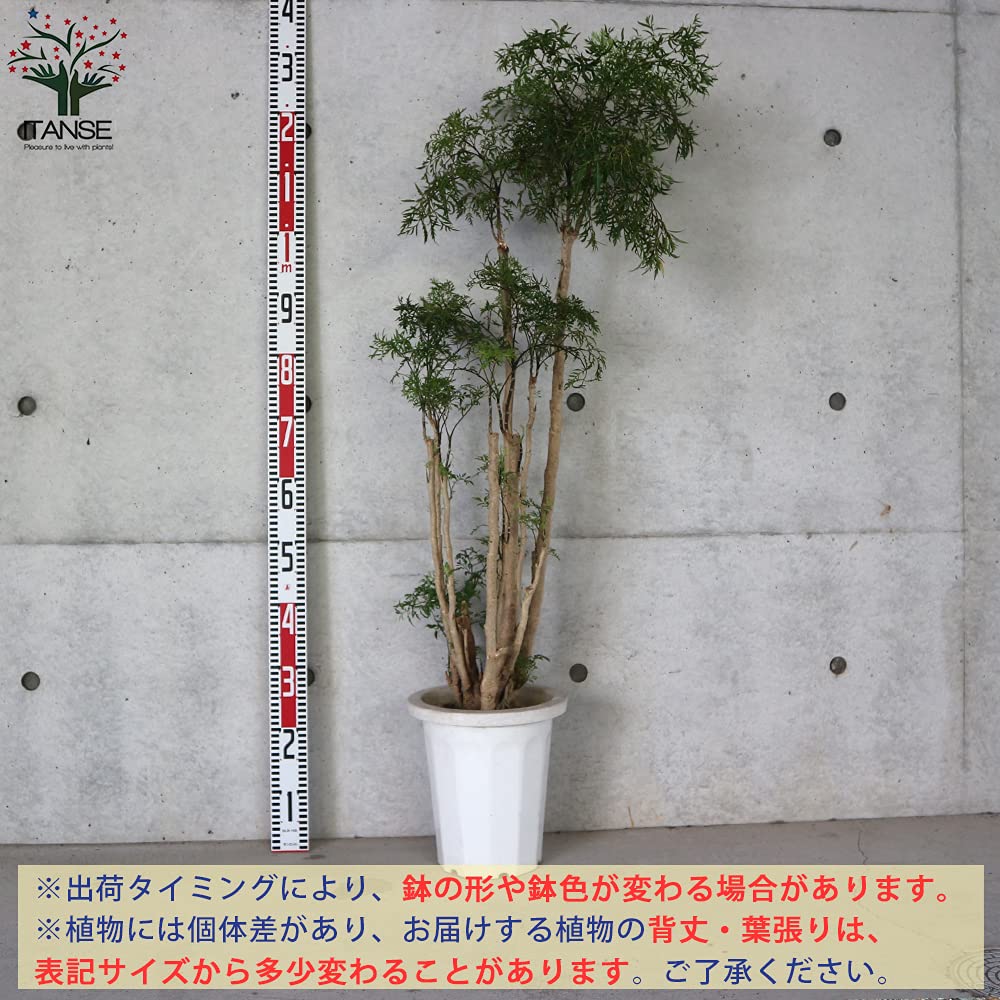 Amazon｜タイワンモミジ8号鉢【品種で選べる観葉植物・リビング