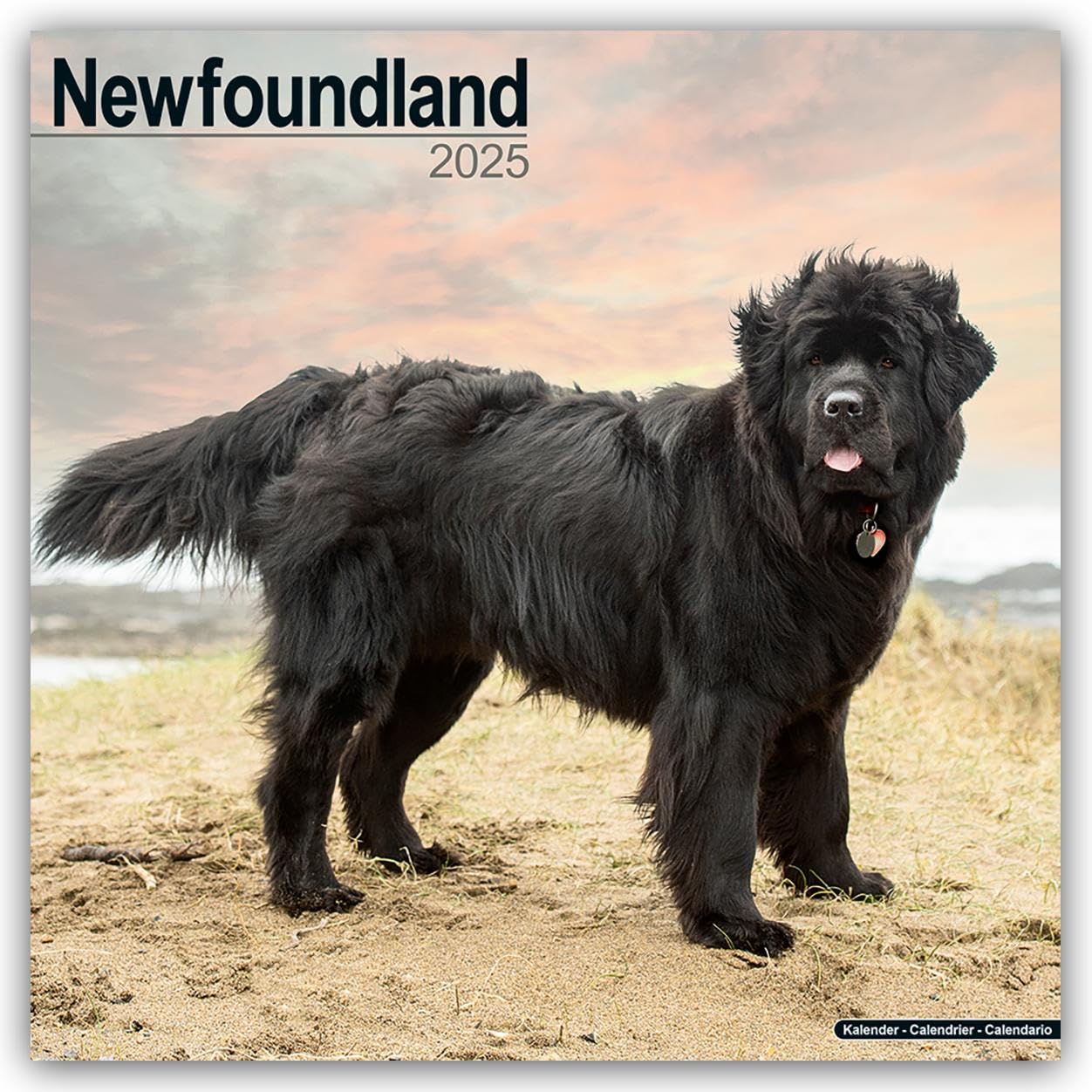Newfoundland 2025 Square Wall Calendar | Dog Breed Calendar