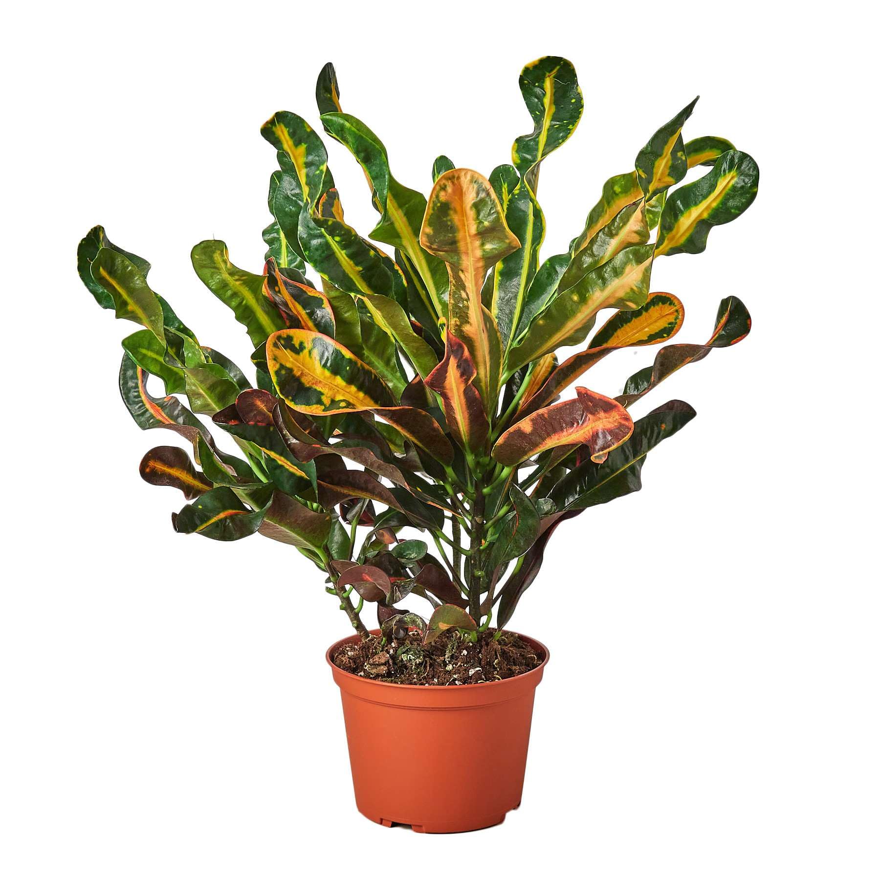 Croton Mammy Live Plant for Indoor | Different Houseplants in 4'' & 6'' Pot | Real House Plant Decor for Living Room, Office, Desk & Bathroom | Codiaeum | Mammy