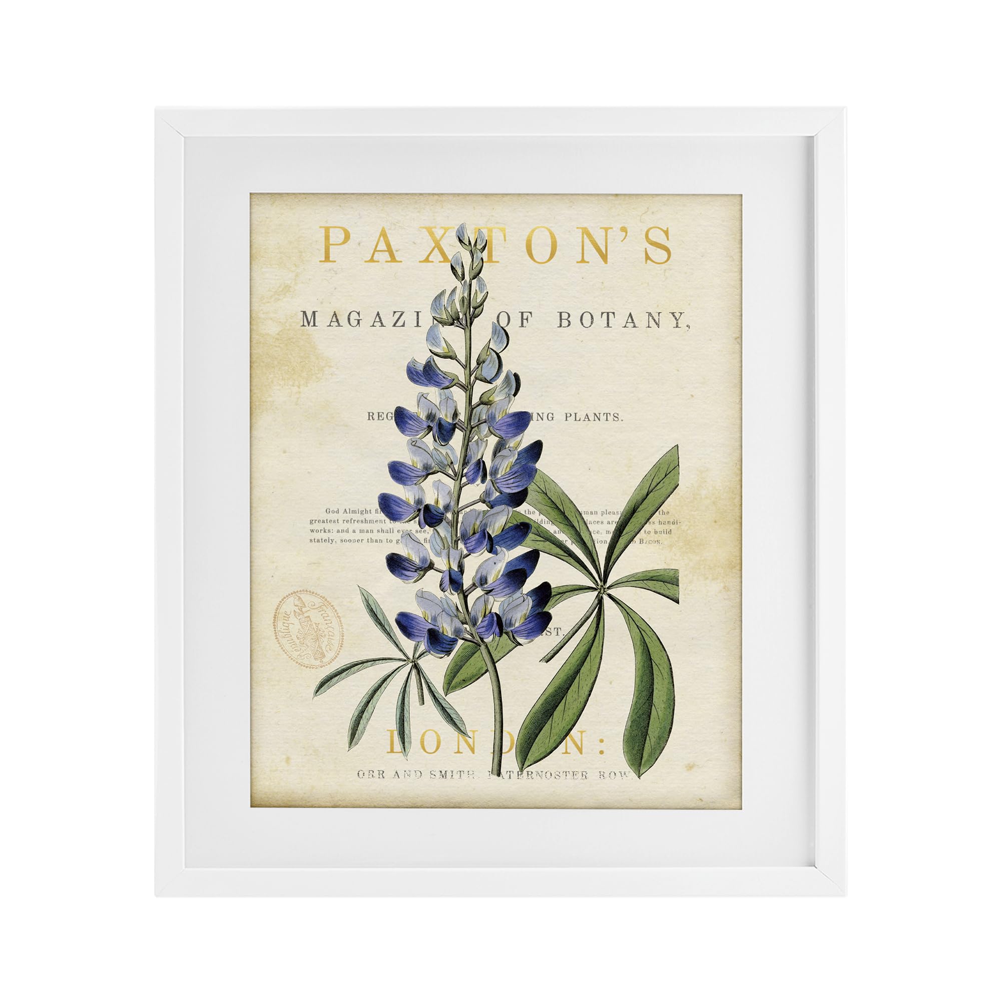 Stupell Industries Coastal White (Textured) 'Natural Botany Lupine'| Framed Print Under Glass
