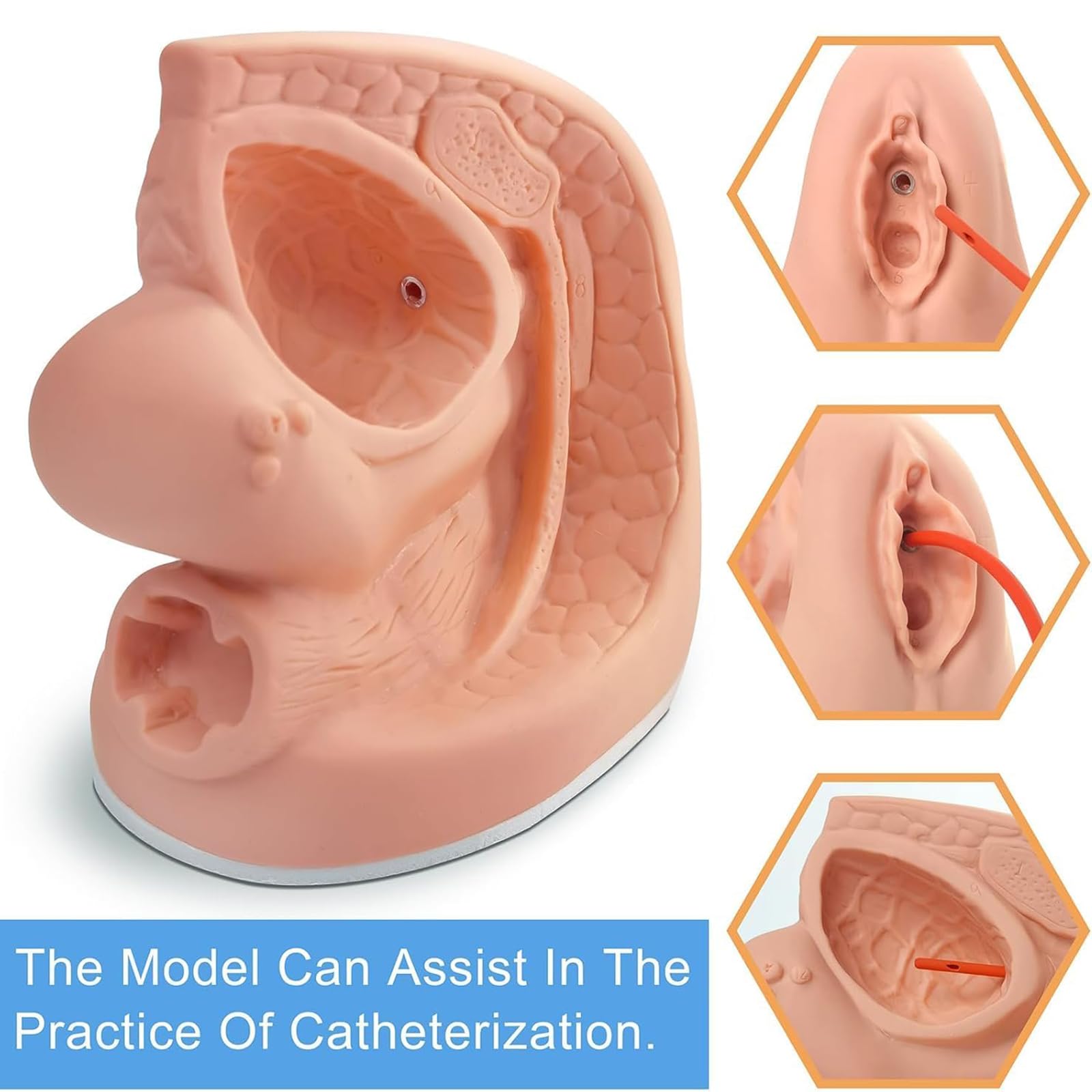Generico Modello di catetere maschile femminile Modelli di catetere urinario genitale interno esterno Simulatore di manichino per l'apprendimento e la formazione