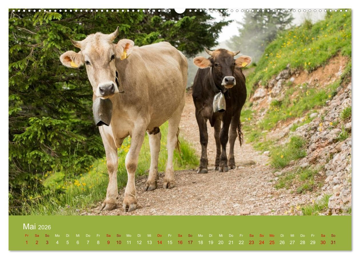 Allgäuer Rindvieh 2026 (hochwertiger Premium Wandkalender 2026 DIN A2 quer), Kunstdruck in Hochglanz: Ein Kalender für alle Allgäu- und Kuhliebhaber. (CALVENDO Tiere)