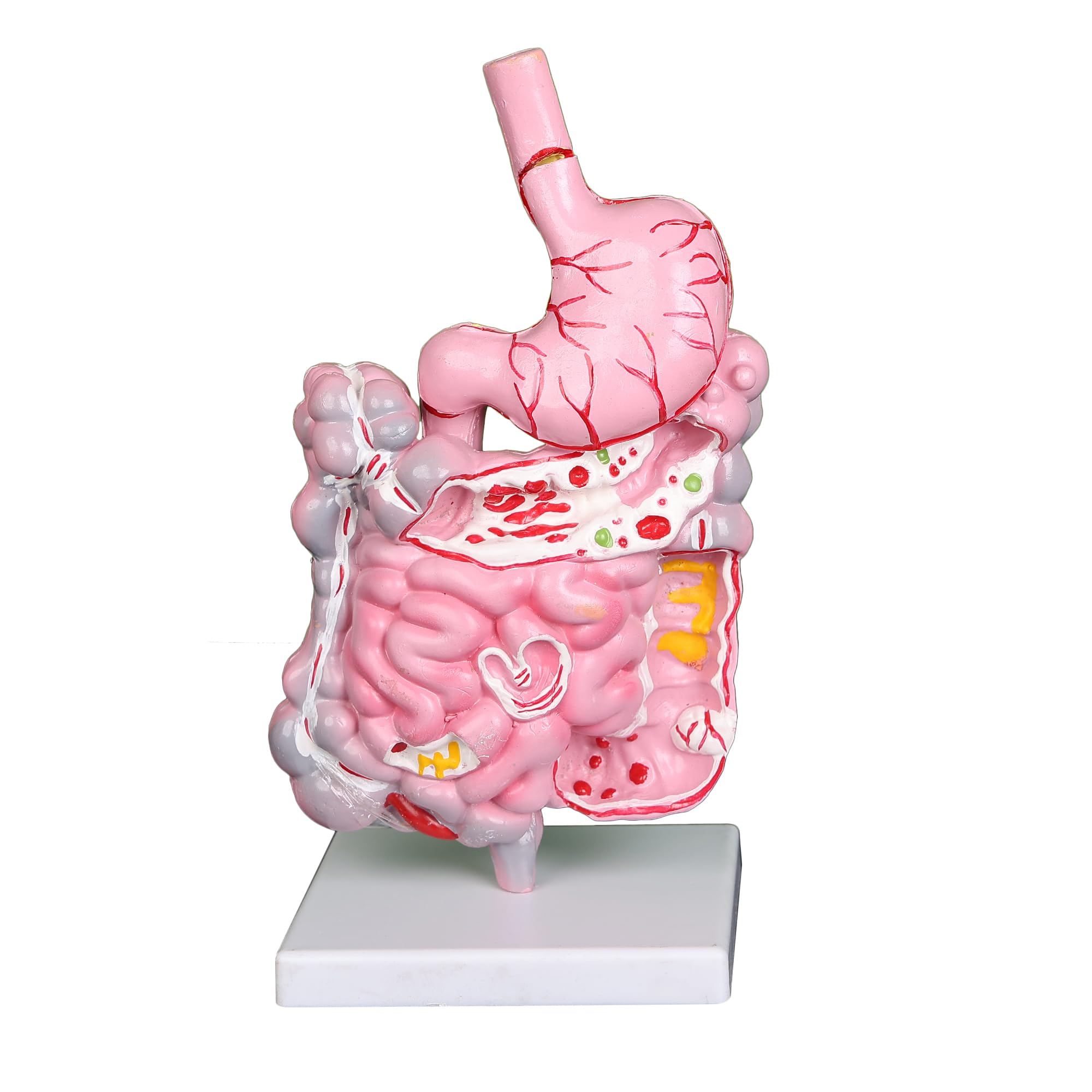 Digestive System 3d Model Digestive System Anatomy App On Amazon