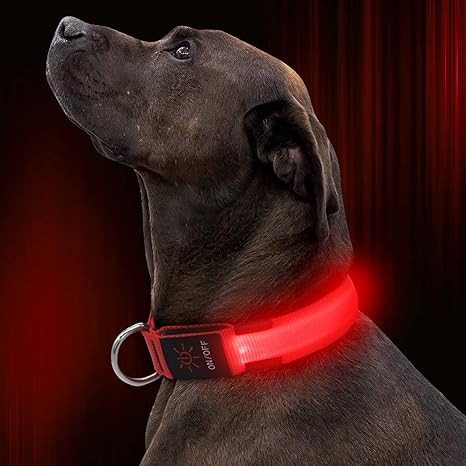 light up dog accessories
