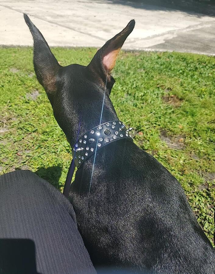 Collier pour chien réglable en cuir synthétique - 5
