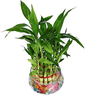 NiMoj | Two Layer Lucky Bamboo Plants for home decoration - Indoor Bamboo Plant with Pot | Indoor Live Plant with Pot | Be Price In India
