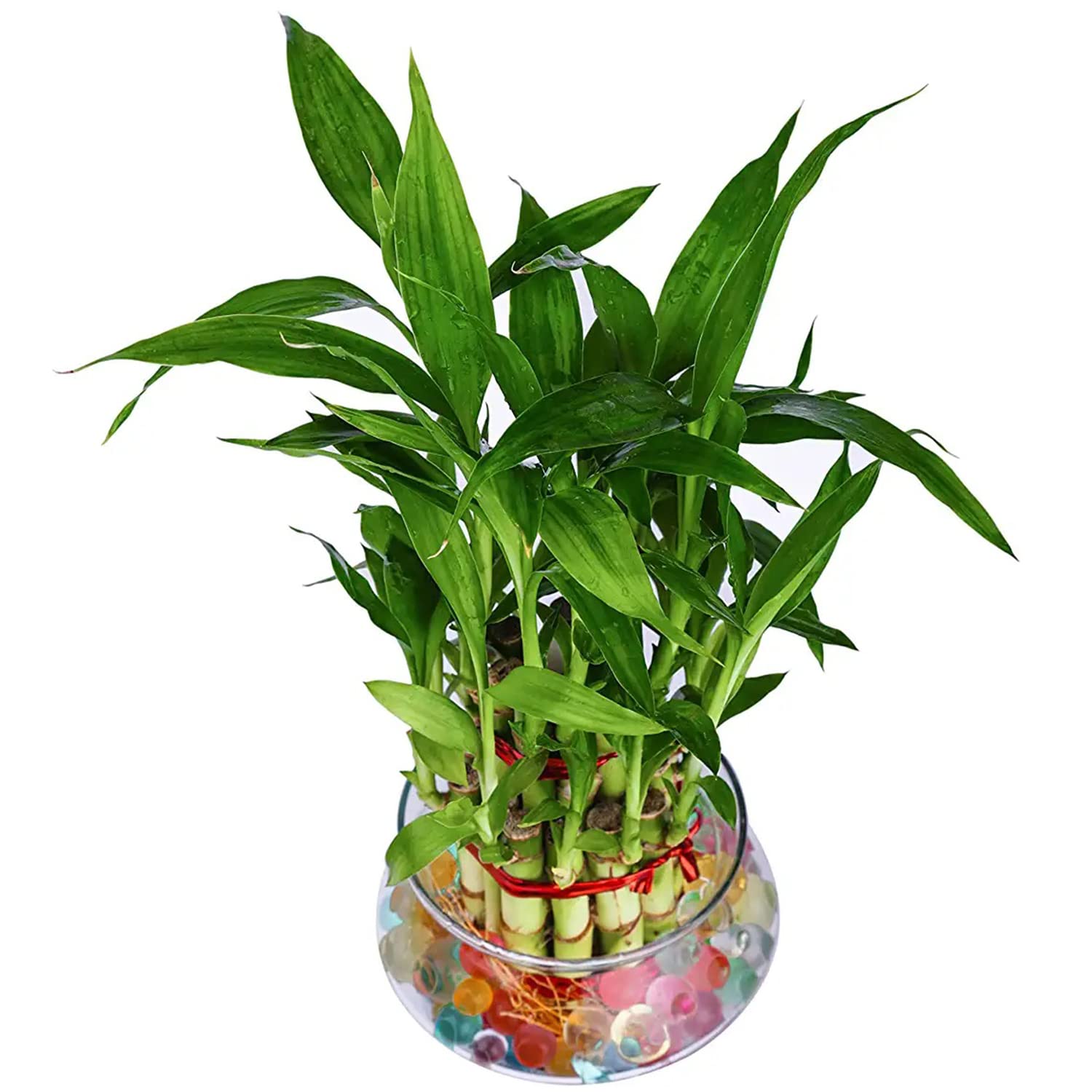 NiMoj | Two Layer Lucky Bamboo Plants for home decoration - Indoor Bamboo Plant with Pot | Indoor Live Plant with Pot | Be... - Review, Price and Buying Guide