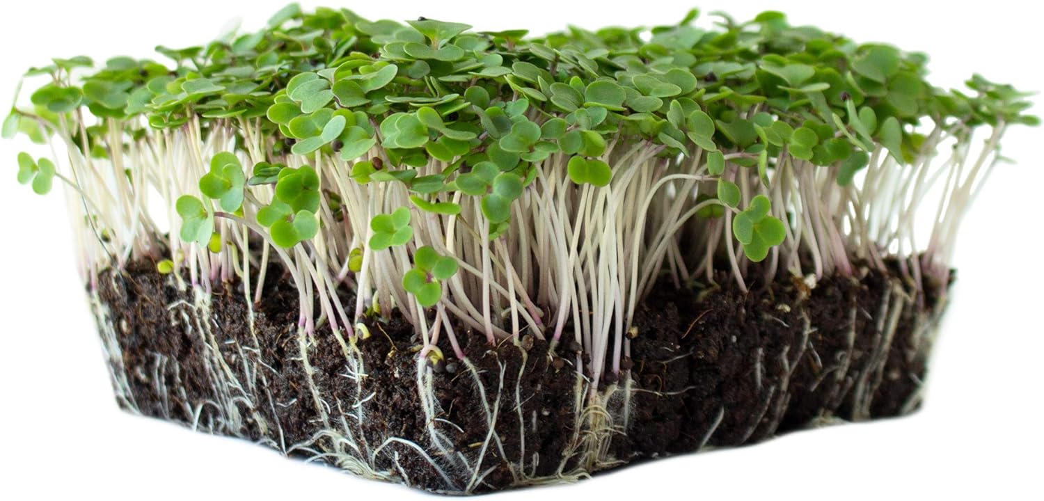 Red Russian Kale Seeds: 1 Lb - Non-GMO Vegetable Garden & Microgreens Growing Seeds - Micro Leafy Greens