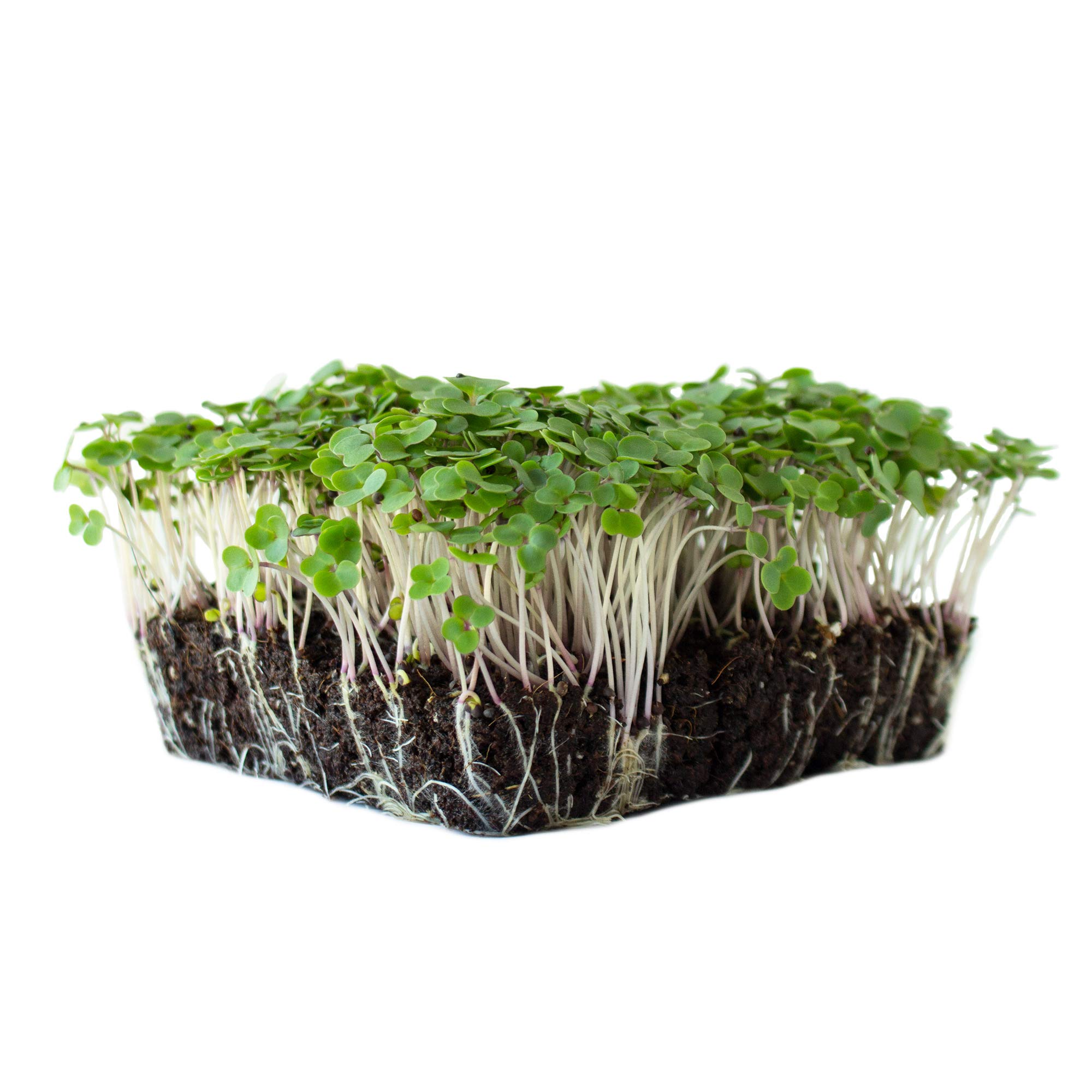 Red Russian Kale Microgreen Seeds – Non-GMO, Heirloom, For Sprouting & Growing, Fresh Seeds In Printed Pack 8 thumbnail image