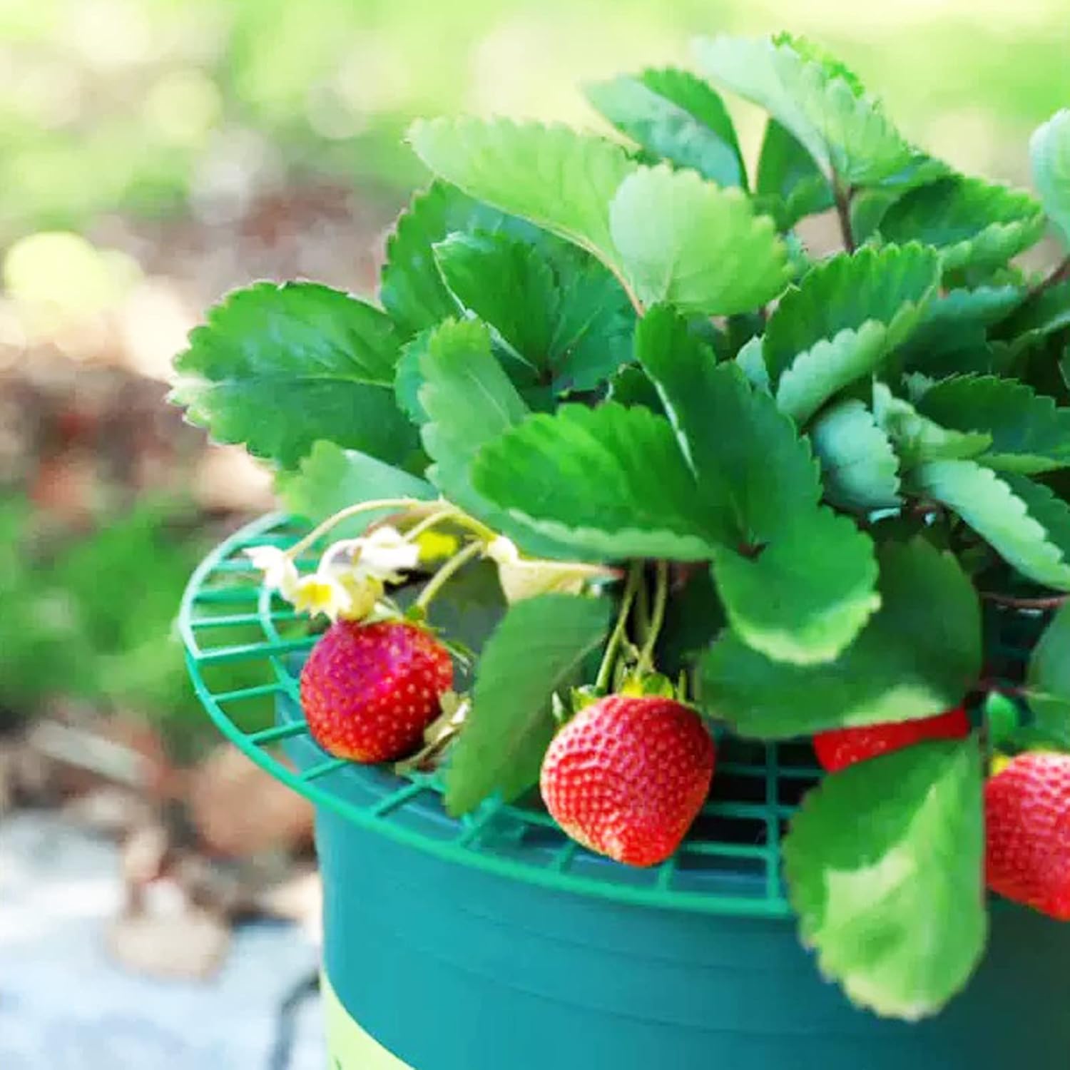 Supporti Per Fragole AONYIYI 10 Pezzi - Protettori Anti-Lumaca E Muffa Per Orto, Design Rotondo Stabile