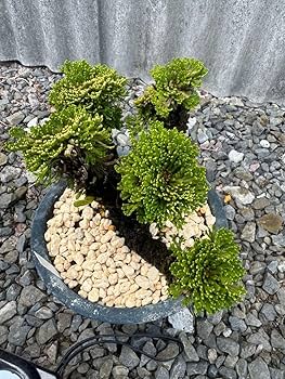 希少　南京絵鉢　南京鉢　岩松　イワヒバ　岩ヒバ　植木鉢　サボテン　アガベ イワヒバ（岩松）〔写真1枚目〕-ZESYOUさんの日記｜みんなの趣味