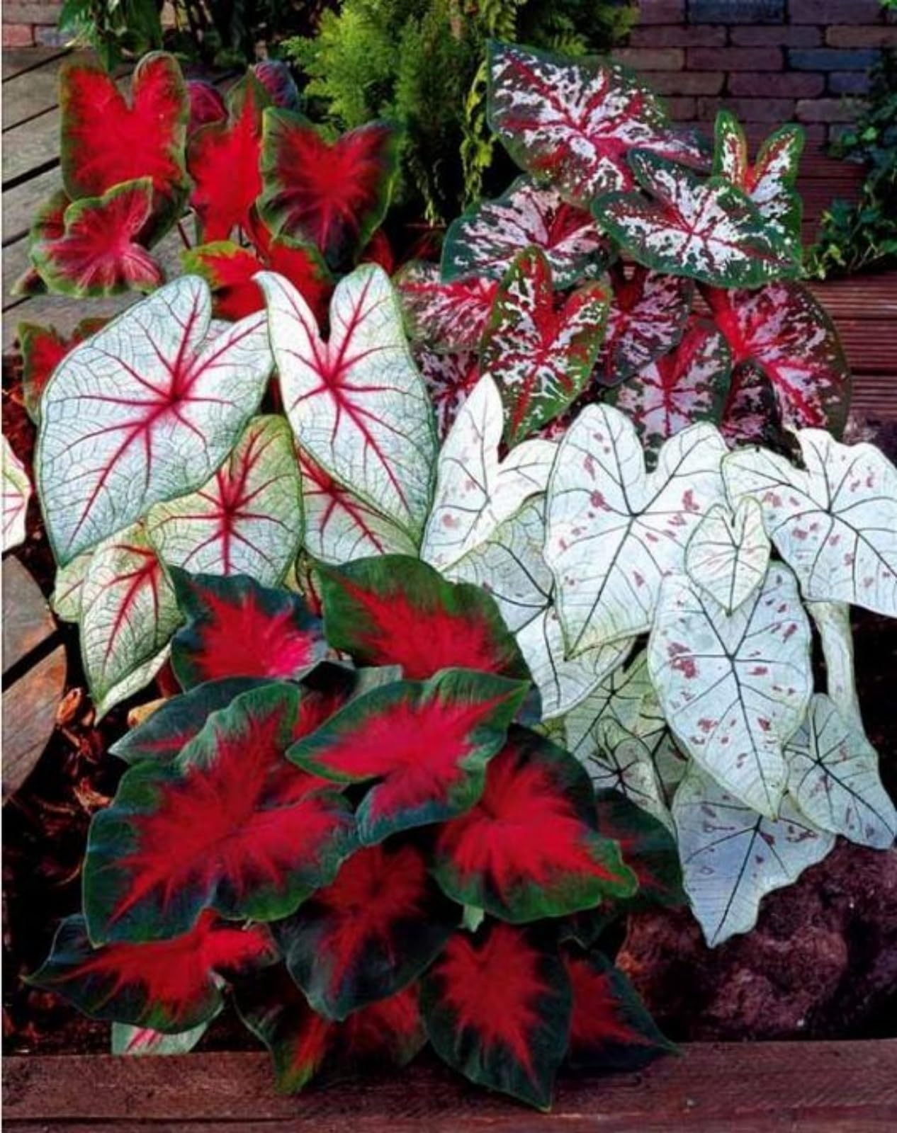 Elephant Ear/Crop for Planting Now UK/Strong Plants That Grow Well/Mix Golden Jade Carving Feels -8bulbs-3