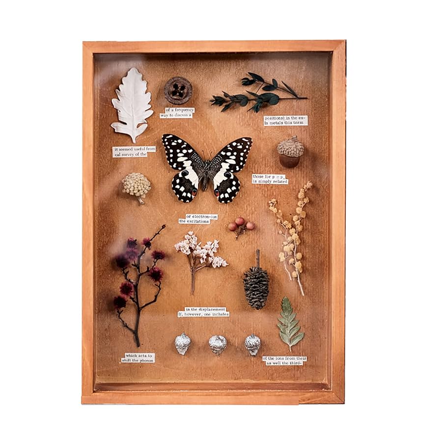 Amazon.co.jp: 昆虫蝶標本、ドライフラワー植物標本ハーバリウム
