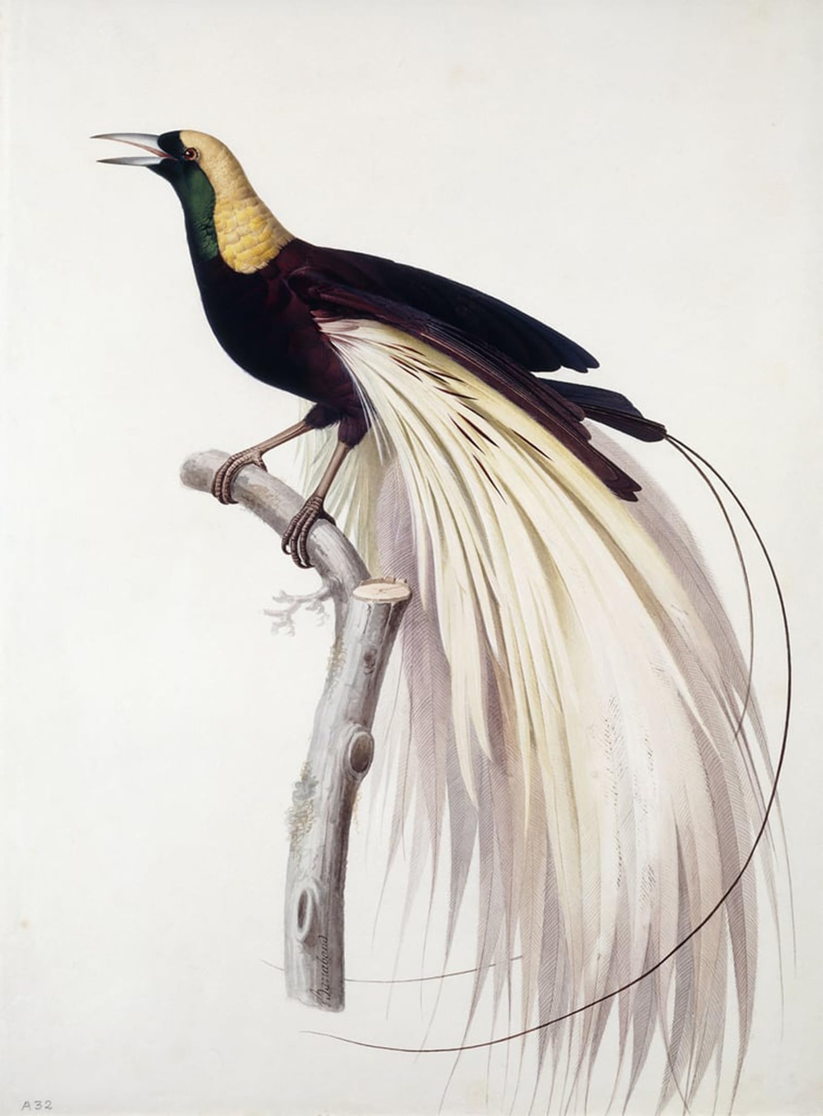 POSTERIIk Famous Print Pop Art Wall Art Graffiti Greater Bird of Paradise Male by Jacques Barraband Art Prints for Home Decor 60x90cm