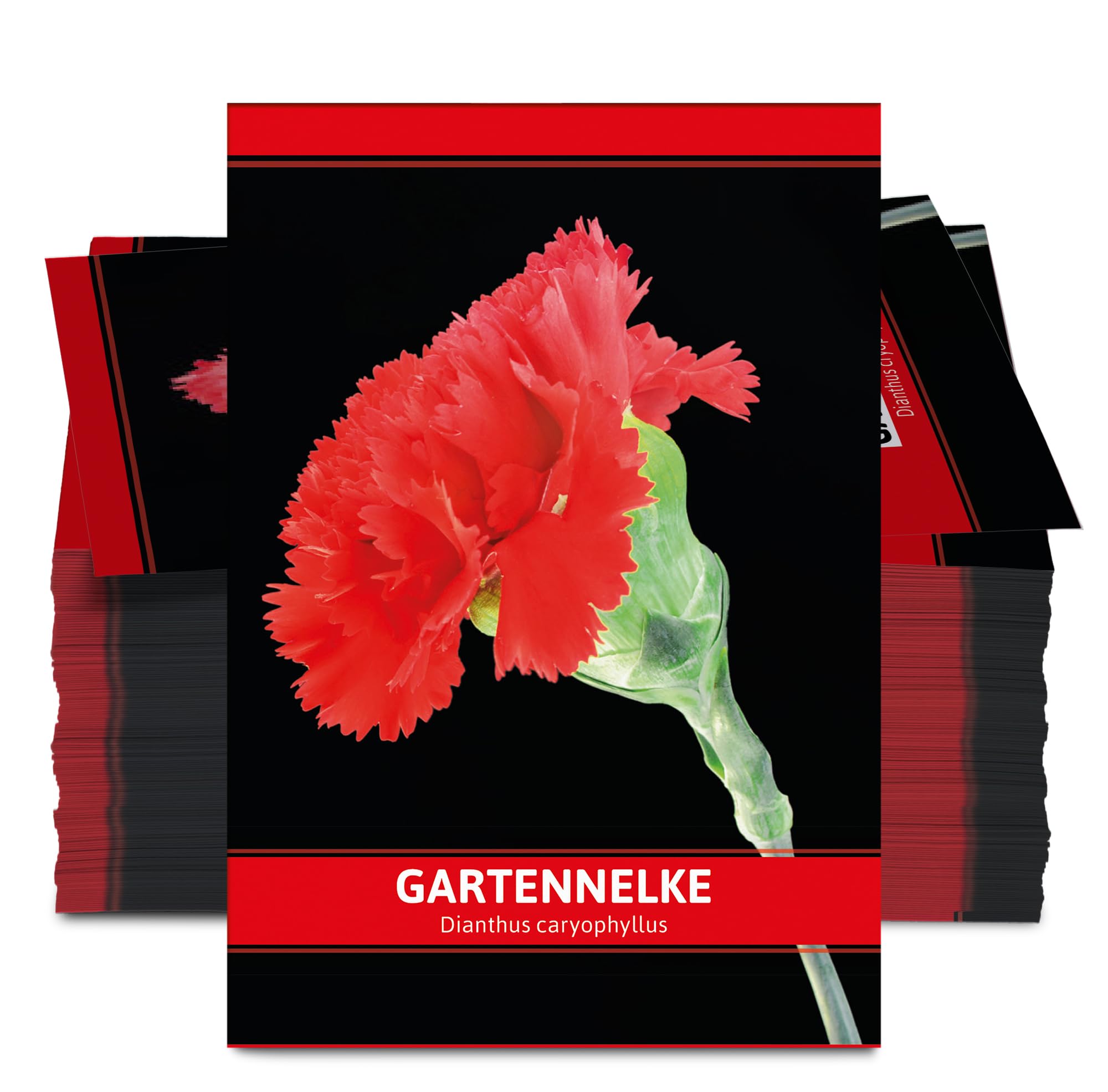 FLORTUS W5243-100x Gartennelke für Werbezwecke (100 Tütchen) (Nelkensamen)