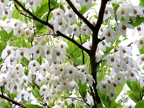 Campanilla de nieve japonesa 3 - año árbol en flor vivo